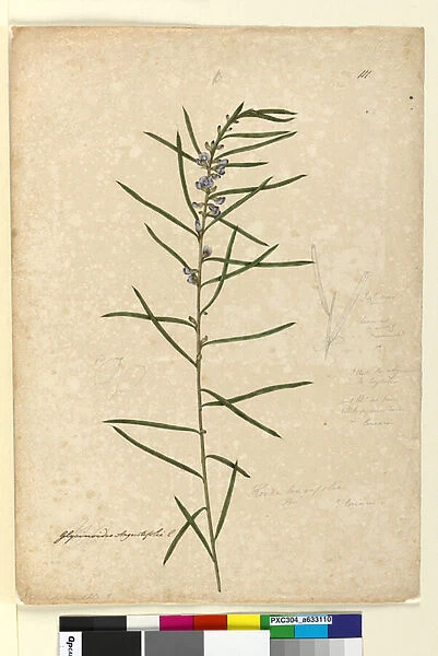 Page 111. Hovea longifolia, c. 1803-06 (w  /  c, pen, ink and pencil)