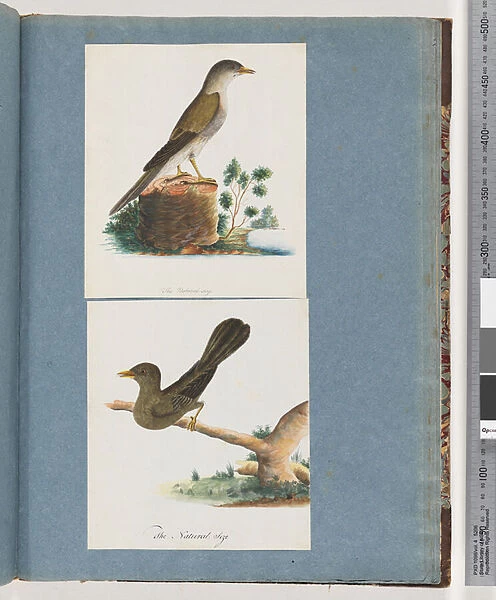 Page 115. Unidentified Bird. 116. Bell, miner (w  /  c on paper)