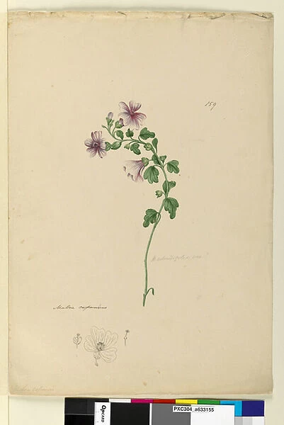 Page 159. Malva capensis, c. 1803-06 (w  /  c, pen, ink and pencil)