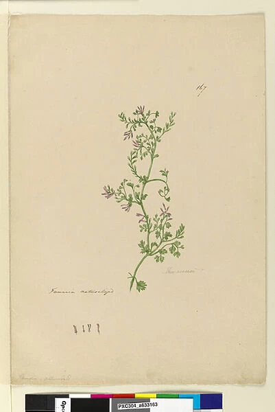 Page 167. Fumaria naturalized, c. 1803-06 (w  /  c, pen, ink and pencil)