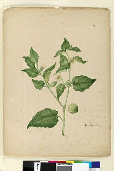 Page 172. Physalis edulis, c. 1803-06 (w  /  c, pen, ink and pencil)