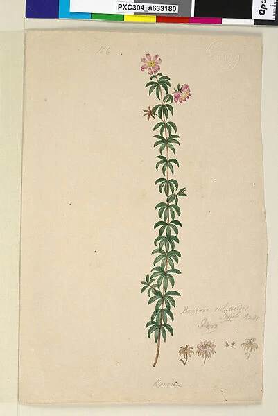 Page 186. Bauera rubioides, c. 1803-06 (w  /  c, pen, ink and pencil)
