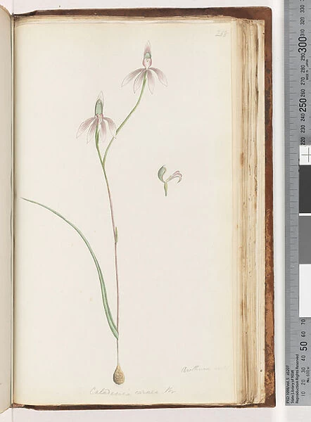 Page 208. Arethusa certe? Caladenia carnea Br  /  Pink Fingers Orchid (w  /  c)