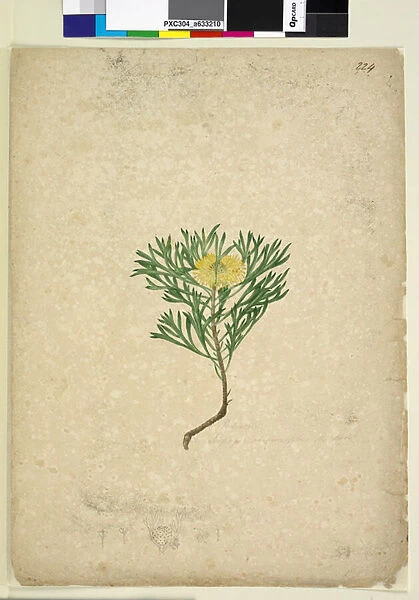 Page 224. Isopogon anemonifolius, c. 1803-06 (w  /  c, pen, ink and pencil)