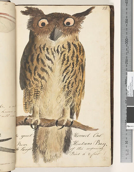 Page 23. The Great Horned Owl from Hudsons Bay, 1810-17 (w  /  c & manuscript text)