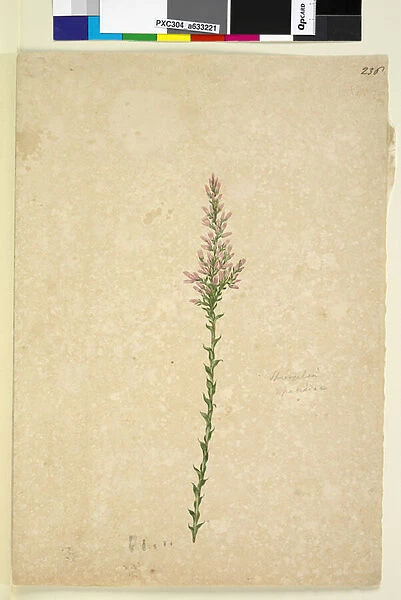 Page 236. Sprengelia, c. 1803-06 (w  /  c, pen, ink and pencil)