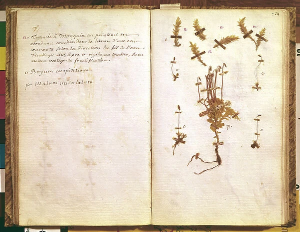Page 24 from a Herbarium