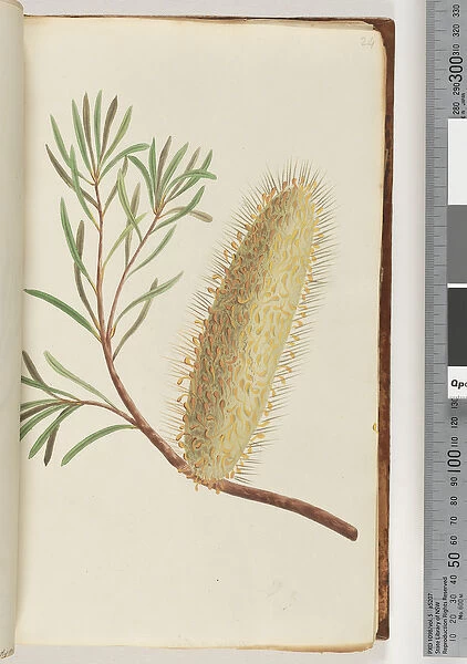 Page 24. Unnamed flowering plant (Watling 426  /  361) (w  /  c)
