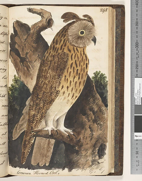 Page 248. Common Horned Owl, 1810-17 (w  /  c & manuscript text)
