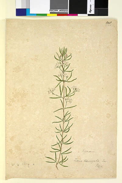 Page 248. Zieria laevigata, c. 1803-06 (w  /  c, pen, ink and pencil)