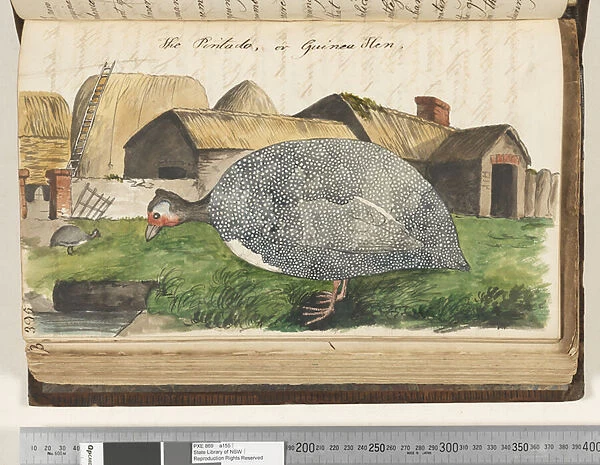 Page 395. The Pintado, or Guinea Hen, 1810-17 (w  /  c & manuscript text)