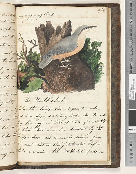 Page 416. The Nuthatch, 1810-17 (w  /  c & manuscript text)
