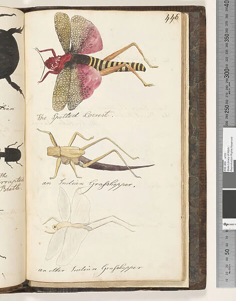 Page 446. The Spotted Locust;an Indian Grasshopper;an other Indian Grasshopper, 1810-17 (w  /  c & manuscript text)