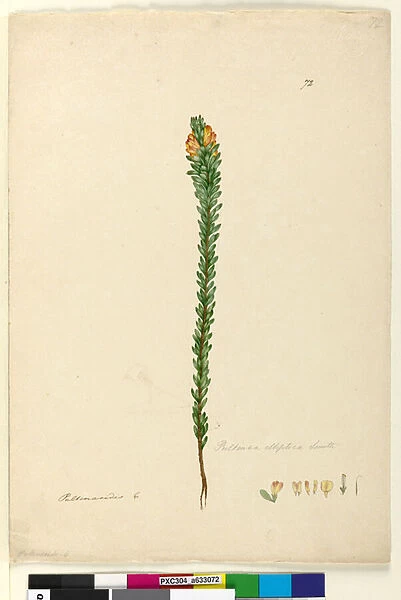 Page 72. Pultenaea elliptica, c. 1803-06 (w  /  c, pen, ink and pencil)
