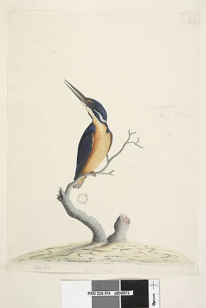 Page 74. Ter, re, a, mar or King Fisher. at lower left in different hand Alcedo