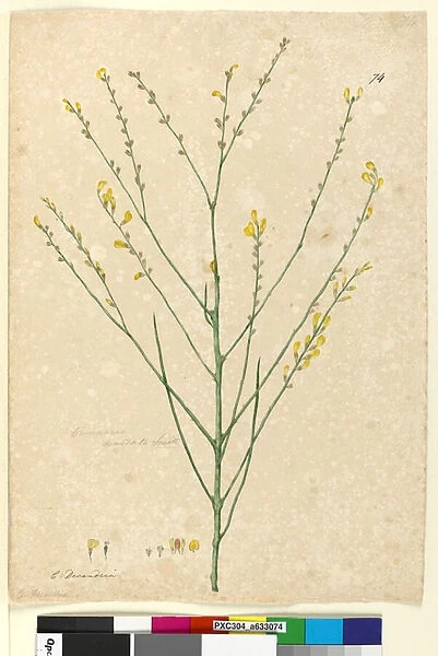 Page 74. Viminaria denudata, c. 1803-06 (w  /  c, pen, ink and pencil)