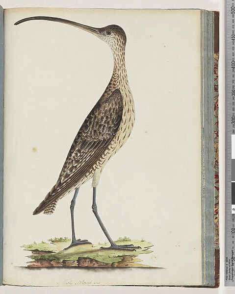 Page 78. Eastern Curlew (w  /  c on paper)