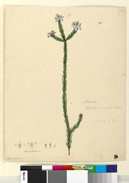 Page 78. Philotheca australis, c. 1803-06 (w  /  c, pen, ink and pencil)