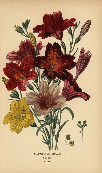 Painted tongue or velvet trumpet flower, Salpiglossis sinuata