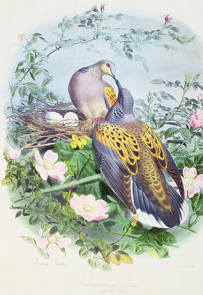 A Pair of Turtle Doves (colour litho)