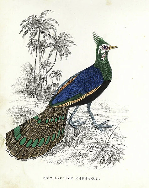 Palawan peacock-pheasant, Polyplectron napoleonis (Polyplectron emphanum). Handcoloured lithograph from Georg Friedrich Treitschke's Gallery of Natural History, Naturhistorischer Bildersaal des Thierreiches, Liepzig, 1842