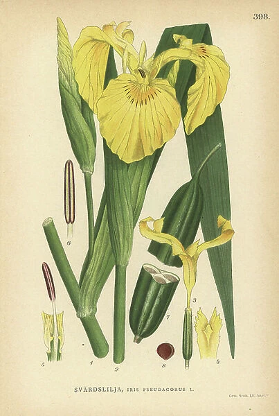 Pale yellow iris or flag, Iris pseudacorus
