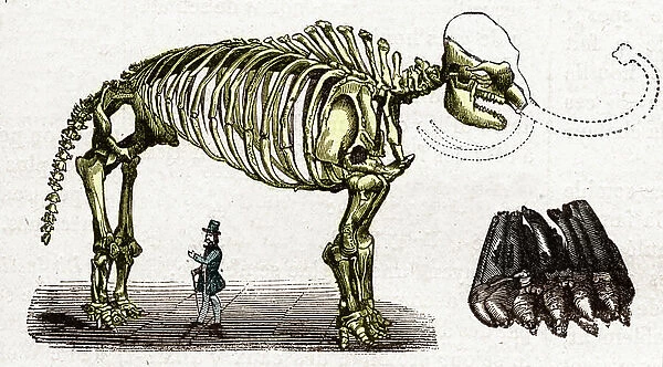 Paleontology: reconstruction of a mammoth skeleton on human scale Engraving 1885 (Paleontology: reconstruction of a mammoth skeleton on human scale) Engraving Collection privee