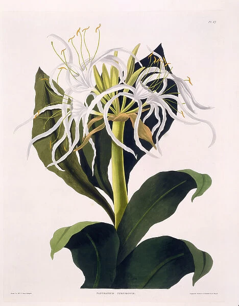 Pancratium Speciosum, Plate 47 from A Selection of Hexandrian Plants