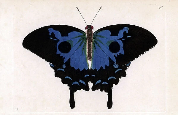 Papilio Ulysses, lepidopter with blue wings emperor. Signed illustrations (George Shaw). Copper engraving for the naturalist collection, published in 1796 by Frederick Nodder (1751-1801) and George Shaw. Ulysses butterfly, Papilio ulysses