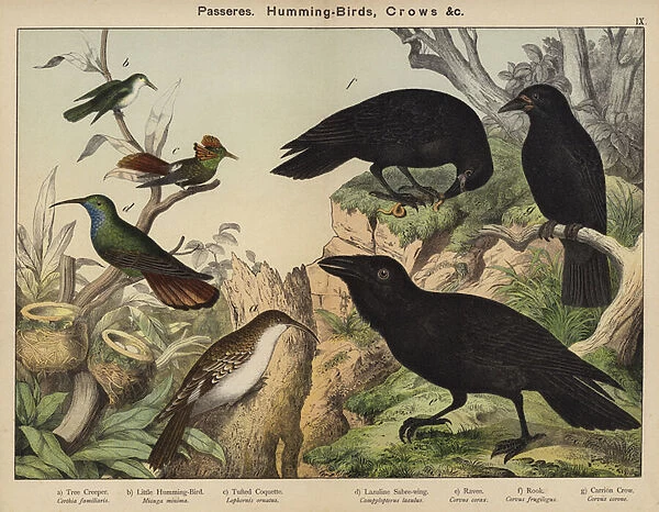 Passeres, Humming-Birds, Crows (colour litho)