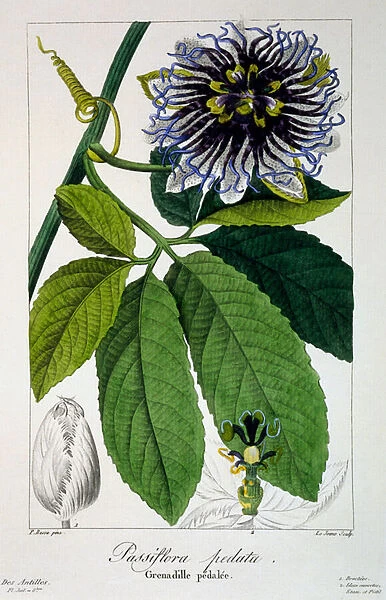 Passiflora pedata, or Passsion Flower, 1836 (hand-coloured engraving)