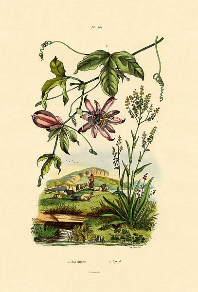 Passion Flower, 1833-39 (coloured engraving)