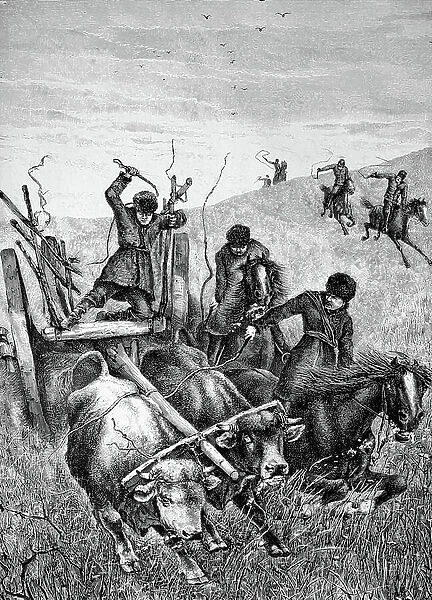 Peasants bring their oxen home from the Kirkean steppe
