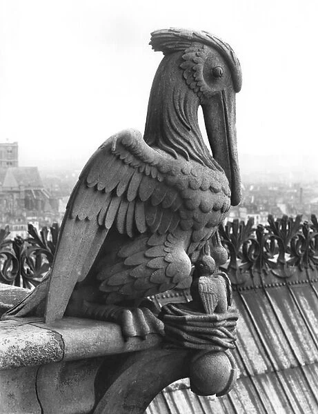 Pelican gargoyl from the balustrade of the Grande Galerie of the west facade, replica of a 12th century original (stone) (b  /  w photo)
