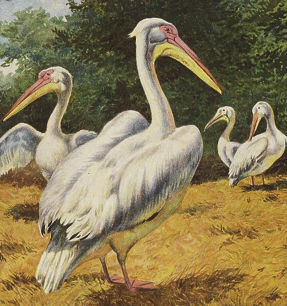 Pelicans (colour litho)