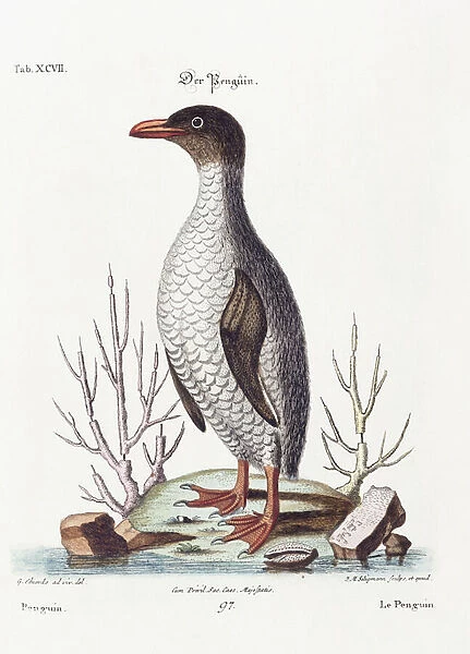 The Penguin, 1770 (hand coloured engraving)