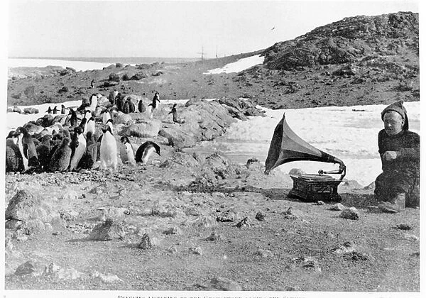 Penguins listening to the gramophone during Shackletons 1907-09 Antarctic expedition