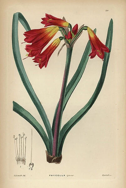 Phycella cyrtanthoides (Fiery phycella, Phycella ignea). Handcoloured copperplate engraving by Weddell after Edwin Dalton Smith from John Lindley and Robert Sweet's Ornamental Flower Garden and Shrubbery, G. Willis, London, 1854