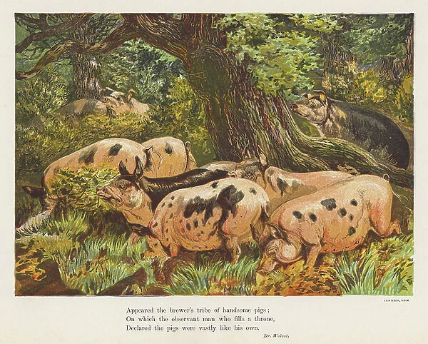 Pigs feeding on acorns beneath an oak tree (colour litho)