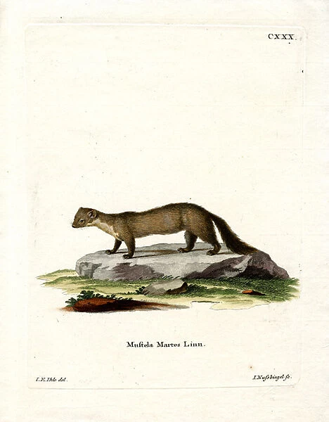 Pine Marten (coloured engraving)
