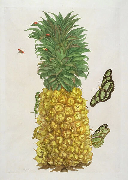 Pineapple with caterpillar and butterflies (hand-coloured engraving)
