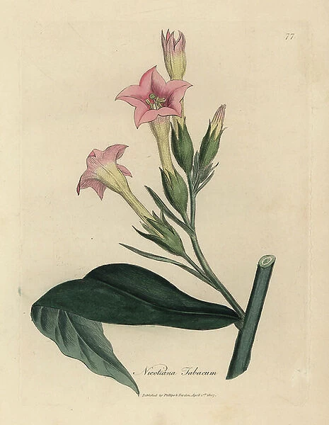 Pink flowered tobacco plant, Nicotiana tabacum