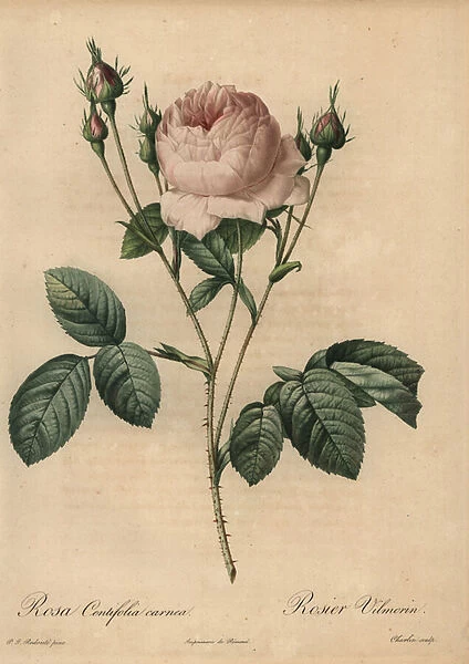 Pink rose, Rosa centifolia carnea, 1817 (engraving)