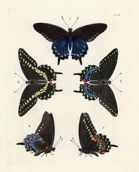 Pipevine swallowtail butterfly, Battus philenor 1, 4, and black swallowtwail, Papilio polyxenes asterias 2, 3, 5. Handcoloured lithograph from John O. Westwood's new edition of Dru Drury's ' Illustrations of Exotic Entomology, ' Bohn, London, 1837