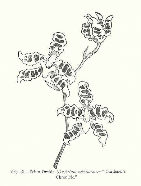 Plant Freaks: Zebra Orchis, Oncidium zebrinum, 'Gardener's Chronicle' (engraving)