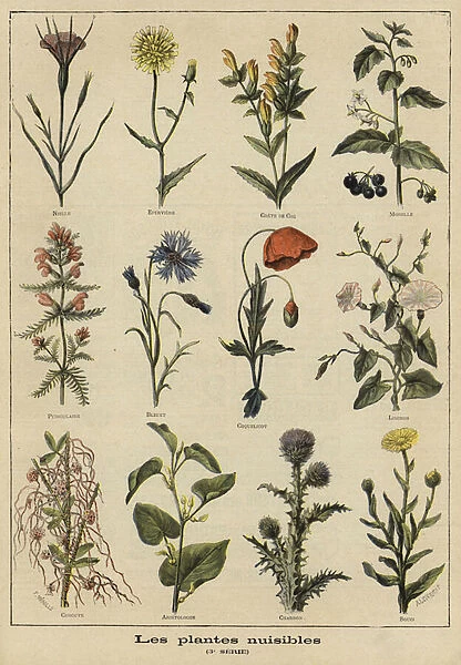 Plants harmful to agriculture (colour litho)