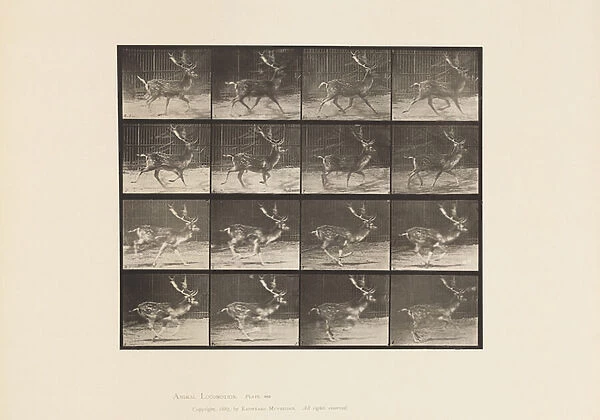 Plate 682. Fallow; Buck; A, Trotting; B, Galloping, 1885 (collotype on paper)
