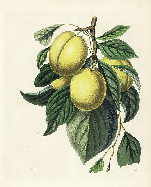 Plum or plune, Prunus domestica, with ripe fruit, branch and leaves. Handcoloured lithograph from Carl Hoffmann's Book of the World, Stuttgart, 1849