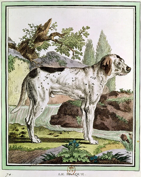 A Pointer, illustration from Histoire Naturelle by Georges Louis Leclerc