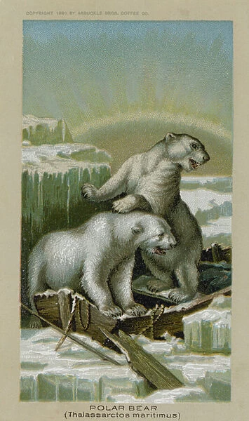 Polar Bear, Thalassarctos Maritimus (chromolitho)
